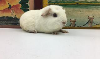 小葡萄的弟弟 小葡萄的弟弟